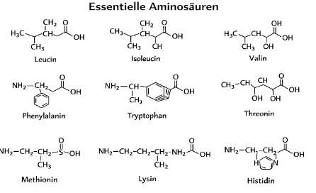 Essenzielle Aminosäuren